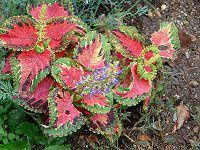 REX(Coleus)