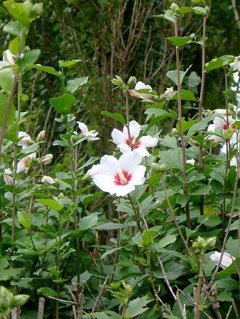 ���N�Q(��)