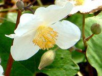 �V�����L�Q�V(����H�q)