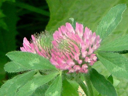 ムラサキツメクサ 紫詰草 かぎけんweb ムラサキツメクサ 紫詰草 かぎけんweb