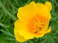 JtHjAE|s[(California poppy)