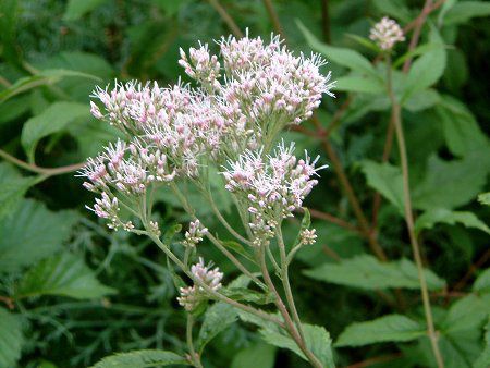 ヒヨドリバナ 鵯花 かぎけんweb