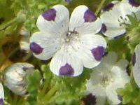 ltB }N[^(Nemophila maculata)
