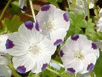 ltB }N[^(Nemophila maculata)