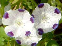 ltB }N[^ (Nemophila maculata)