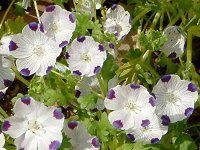 ltB }N[^(Nemophila maculata)
