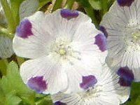 ltB }N[^(Nemophila maculata)