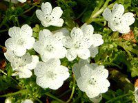 ltB Xm[Xg[(Nemophila 'Snowstorm')