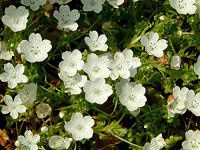 ltB Xm[Xg[(Nemophila 'Snowstorm')