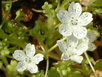 ltB Xm[Xg[(Nemophila 'Snowstorm')