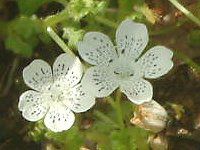 ltB Xm[Xg[(Nemophila 'Snowstorm')