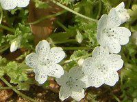 ltB Xm[Xg[ (Nemophila 'Snowstorm')