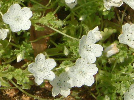 ltB Xm[Xg[(Nemophila 'Snowstorm')