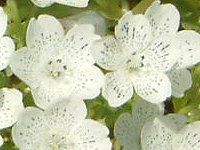 ltB Xm[Xg[(Nemophila 'Snowstorm')