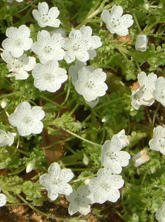 ltB Xm[Xg[(Nemophila 'Snowstorm')