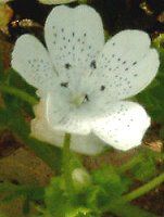 ltB Xm[Xg[(Nemophila 'Snowstorm')