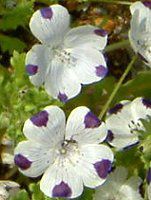 ltB }N[^(Nemophila maculata)