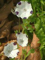 ltB }N[^(Nemophila maculata)