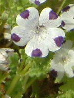 ltB }N[^(Nemophila maculata)