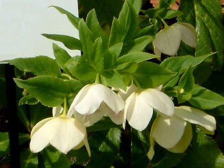 e[Y(Lenten rose)