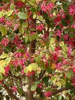 �g�ԏ�Ֆ��� �����N�R�E