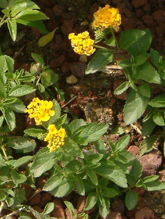 ^i(Lantana)