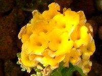 �����^�i(Lantana) 