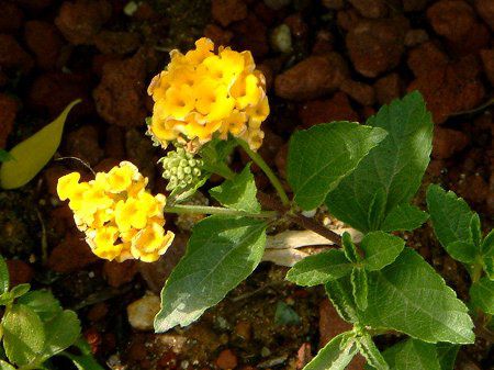^i(Lantana)