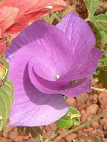 u[nCrXJX(Blue hibiscus)