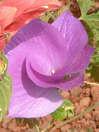 ブルーハイビスカス(Blue hibiscus)【かぎけんWEB】