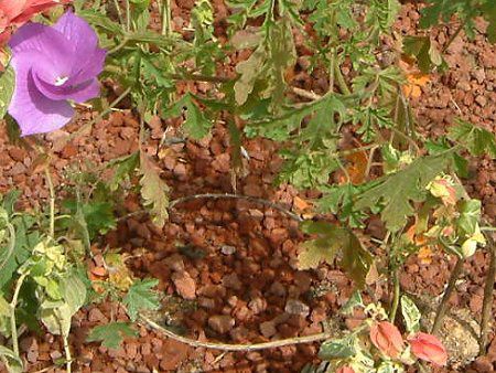 ブルーハイビスカス(Blue hibiscus)【かぎけんWEB】