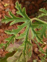 u[nCrXJX(Blue hibiscus)