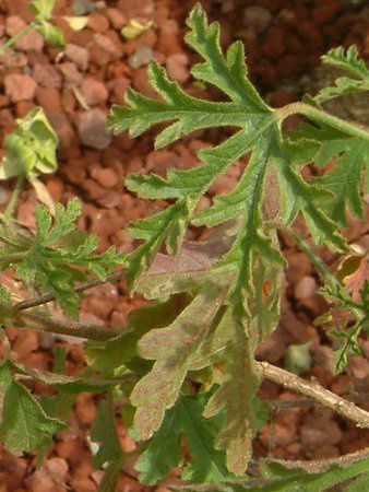 u[nCrXJX(Blue hibiscus)