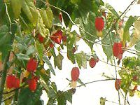 Au`(Abutilon)