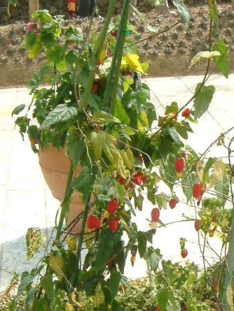 Au`(Abutilon)