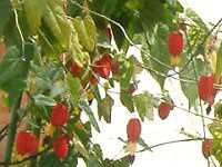 Au`(Abutilon)