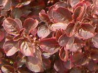 CVlwuX`[(Iresine herbstii)