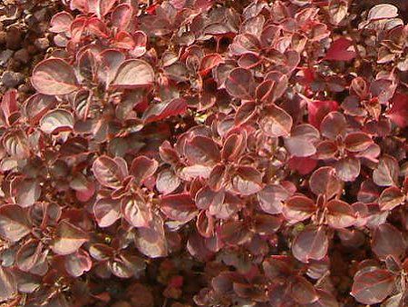 CVlwuX`[(Iresine herbstii)