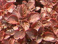 CVlEwuX`[(Iresine herbstii)