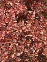 CVlEwuX`[(Iresine herbstii)