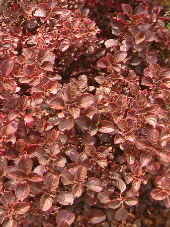 CVlwuX`[(Iresine herbstii)