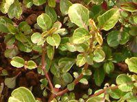 CVlEwuX`[EAEIeBN^(Iresine herbstii)