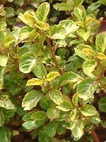 CVlEwuX`[EAEIeBN^(Iresine herbstii)