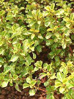 CVlEwuX`[EAEIeBN^(Iresine herbstii)