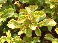 CVlEwuX`[EAEIeBN^(Iresine herbstii)