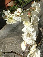 t@mvVX(Phalaenopsis)