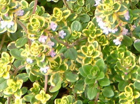 ^C 'oGQCebh'(Thymus lemon variegated) 