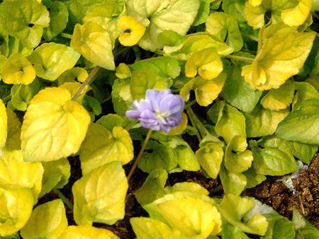 jICX~ 'RKl' (俁E kogane)