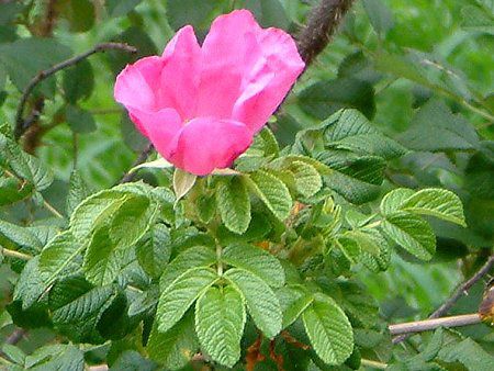 ハマナス(浜茄子)【かぎけんWEB】