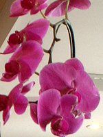 t@mvVX(Phalaenopsis)